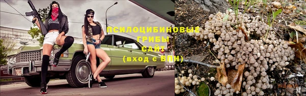прущие грибы Новокубанск
